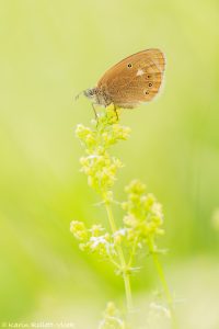 Coenonympha glycerion / Rotbraunes Wiesenvögelchen / Chestnut heath