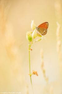 Coenonympha glycerion / Rotbraunes Wiesenvögelchen / Chestnut heath