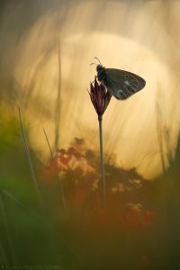 Coenonympha glycerion / Rotbraunes Wiesenvögelchen / Chestnut heath