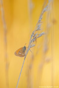 Coenonympha glycerion / Rotbraunes Wiesenvögelchen / Chestnut heath