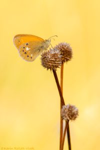 Coenonympha glycerion / Rotbraunes Wiesenvögelchen / Chestnut heath