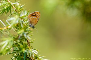 Coenonympha hero / Wald-Wiesenvögelchen / Scarce heath