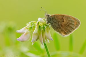 Coenonympha pamphilus / Kleines Wiesenvögelchen / Small heath