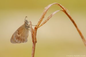 Coenonympha pamphilus / Kleines Wiesenvögelchen / Small heath