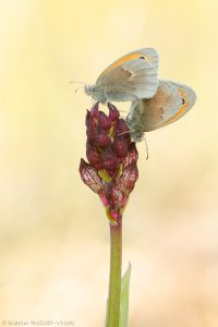 Coenonympha pamphilus / Kleines Wiesenvögelchen / Small heath