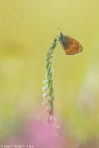 Coenonympha pamphilus / Kleines Wiesenvögelchen / Small heath