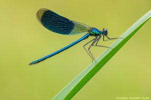 Calopteryx splendens / Gebänderte Prachtlibelle