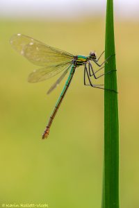 Calopteryx splendens / Gebänderte Prachtlibelle