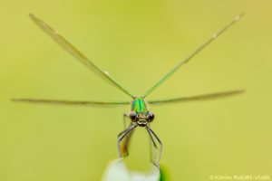 Calopteryx splendens / Gebänderte Prachtlibelle