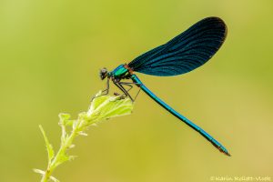 Calopteryx virgo / Blauflügel-Prachtlibelle