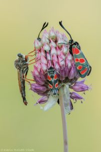 Zygaena carniolica / Esparsetten-Widderchen / Eastern burnet moth