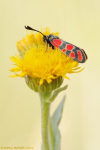 Zygaena carniolica / Esparsetten-Widderchen / Eastern burnet moth