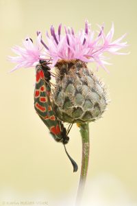 Zygaena carniolica / Esparsetten-Widderchen / Eastern burnet moth