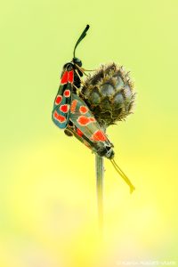 Zygaena carniolica / Esparsetten-Widderchen / Eastern burnet moth