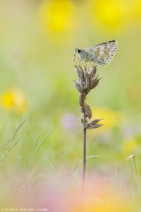 Pyrgus carthami / Steppenheiden-Würfel-Dickkopffalter / Safflower skipper