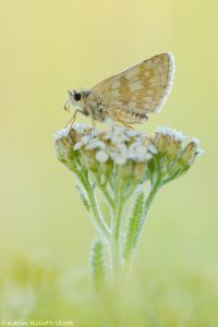 Pyrgus carthami / Steppenheiden-Würfel-Dickkopffalter / Safflower skipper