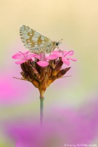 Pyrgus carthami / Steppenheiden-Würfel-Dickkopffalter / Safflower skipper