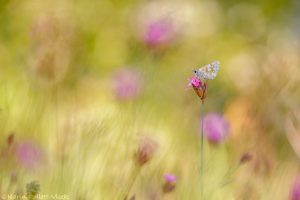 Pyrgus carthami / Steppenheiden-Würfel-Dickkopffalter / Safflower skipper