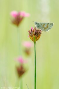 Pyrgus carthami / Steppenheiden-Würfel-Dickkopffalter / Safflower skipper