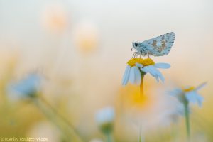 Pyrgus carthami / Steppenheiden-Würfel-Dickkopffalter / Safflower skipper