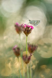 Pyrgus carthami / Steppenheiden-Würfel-Dickkopffalter / Safflower skipper