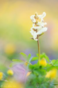 Corydalis cava / Hohler Lerchensporn