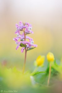 Corydalis cava / Hohler Lerchensporn