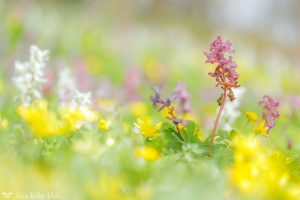 Corydalis cava / Hohler Lerchensporn