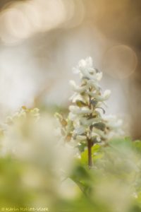 Corydalis cava / Hohler Lerchensporn