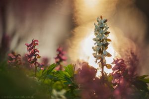 Corydalis cava / Hohler Lerchensporn