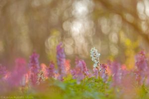 Corydalis cava / Hohler Lerchensporn