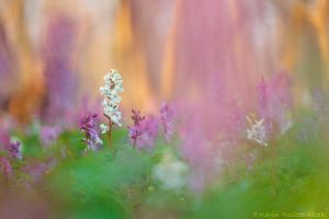 Corydalis cava / Hohler Lerchensporn