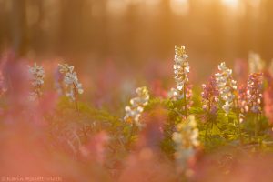 Corydalis cava / Hohler Lerchensporn