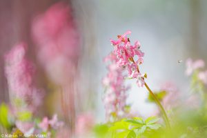 Corydalis cava / Hohler Lerchensporn