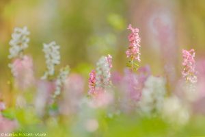 Corydalis cava / Hohler Lerchensporn