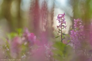 Corydalis cava / Hohler Lerchensporn