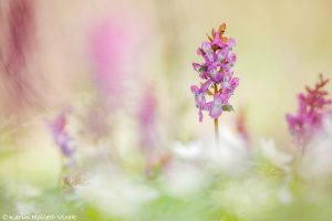 Corydalis cava / Hohler Lerchensporn