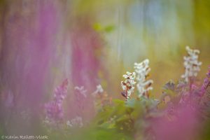 Corydalis cava / Hohler Lerchensporn