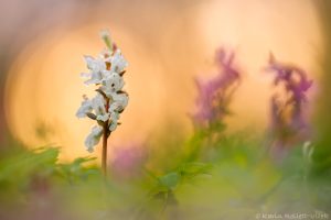 Corydalis cava / Hohler Lerchensporn