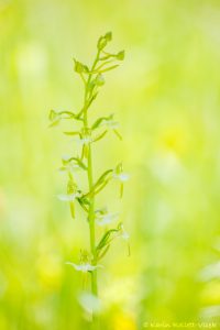 Platanthera chlorantha / Grünliche Waldhyazinthe / greater butterfly-orchid