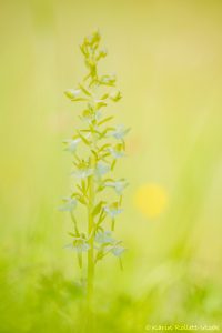 Platanthera chlorantha / Grünliche Waldhyazinthe / greater butterfly-orchid