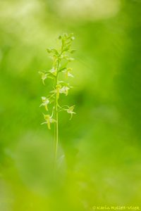 Platanthera chlorantha / Grünliche Waldhyazinthe / greater butterfly-orchid