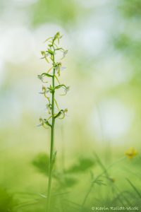 Platanthera chlorantha / Grünliche Waldhyazinthe / greater butterfly-orchid