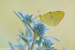 Colias croceus / Postillion, Wander-Gelbling / Clouded yellow