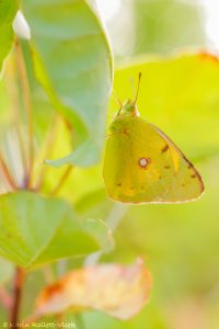 Colias croceus / Postillion, Wander-Gelbling / Clouded yellow