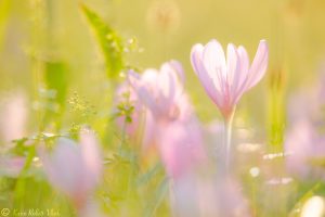 Colchicum autumnale / Herbstzeitlose