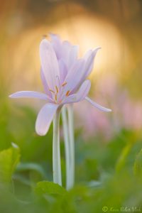 Colchicum autumnale / Herbstzeitlose