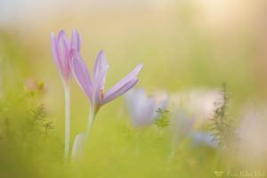 Colchicum autumnale / Herbstzeitlose