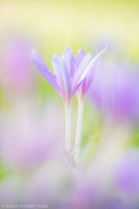 Colchicum autumnale / Herbstzeitlose