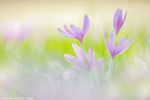 Colchicum autumnale / Herbstzeitlose